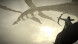 Shadow of the Colossus. В тени колосса [PS4, русская версия] в Петрозаводске